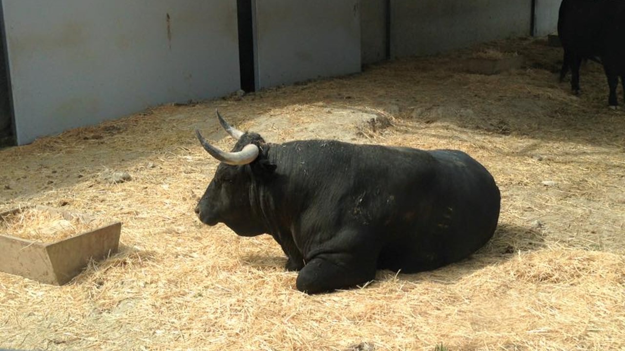 Les taureaux, 4 fois par jour